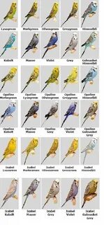 Image result for budgerigar colour chart Love birds pet, Bud