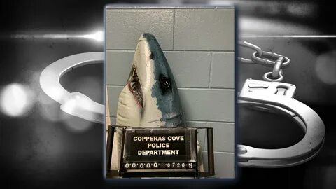 Texas shark busted for 'Possession of Seaweed' KTSM 9 News