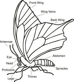 Butterfly Parts Worksheets