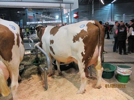 Montbeliarde The Dairy Crossbred Blog