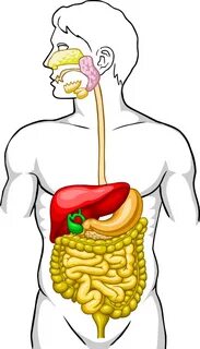 Digestive System Unlabeled Digestive System Diagram Unlabele