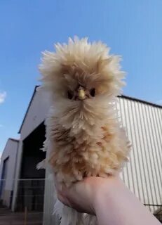 Птички Cute chickens, Fluffy chicken, Pet chickens