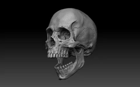 Skull Human 3D Model in Anatomy 3DExport