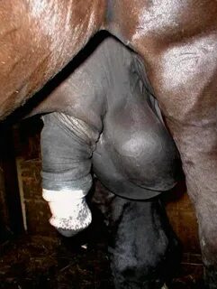 Horse cock thread. - /b/ - Random - 4archive.org