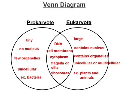 33 Prokaryote Vs Eukaryote Venn Diagram - Wiring Diagram Inf