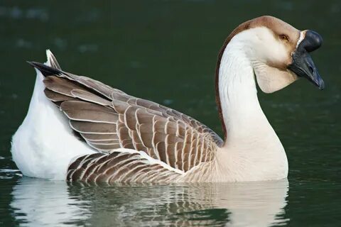 File:African Goose in Northern California.jpg - Wikimedia Co