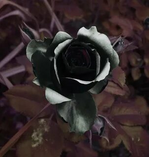 Черная роза (155 фото)