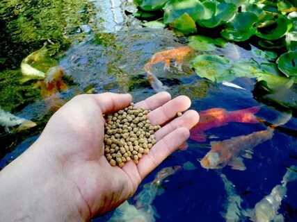 How Much Food Should You Feed Your Fish : Pet Like That Blog