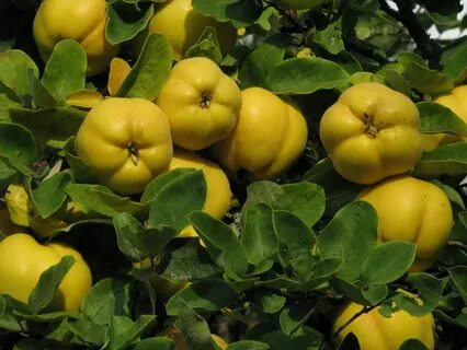 Aegle marmelos 50 Seeds Beal Bengal Quince Golden apple Ston