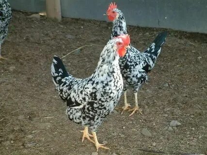 Exchequer Leghorn hens Egg laying chickens, Chickens backyar