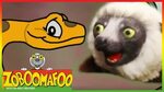 Zoboomafoo 201 - Colourful Snakes (Full Episode) - YouTube