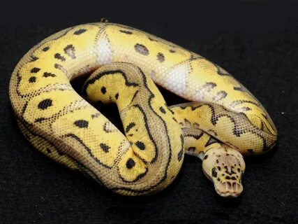 Clown Pastel - Morph List - World of Ball Pythons