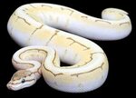 whats ur top 10 in ballpython morphs?