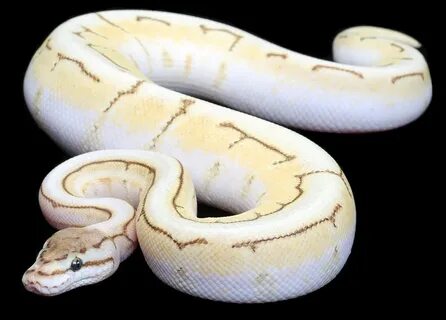 whats ur top 10 in ballpython morphs? - Page 3