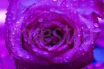 Фотообои Фиолетовая роза на стену, Арт. 9-040 купить в Москв