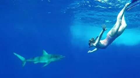 Freediving With Sharks in Hawaii (No Cage!) - YouTube
