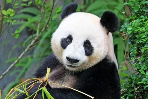 Чудесные панды