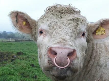 Charolais Bull with Ring in Nose Scottish Government Flickr