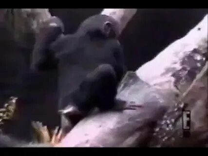 Гифка шимпанзе гиф картинка, скачать анимированный gif на GI