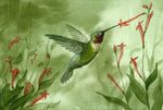 Ruby Throated Hummingbird Painting by Sean Seal Pixels