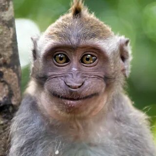 Monkey Monkey photography, Monkey pictures, Monkey smiling