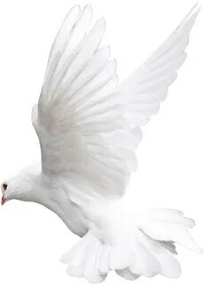 Download Pigeon Fly Png - White Bird Png For Editing PNG Ima