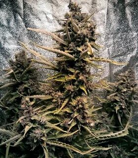 Auto Blackberry Kush feminized seeds for sale: information a