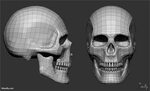 17 Inspired For Skull 3d Model Reference - Foro Mockup