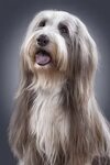 Бородатый колли: фото, описание породы собаки, характер и це