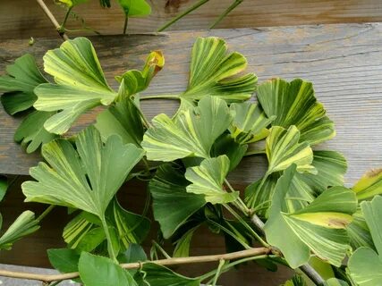 Yellow on Green, Part 1 - the soft leaves - Plant Lust