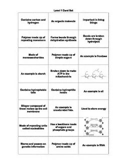 Amoeba Sisters Monohybrid Worksheet - Advanced 2016-2017 Bio