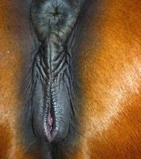 Mare pussy winking 👉 👌 Mare Horse Orgasm Porn Sex Pictures P