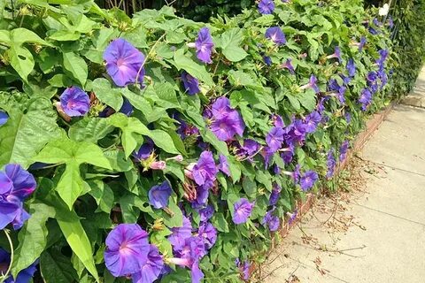 How to Plant and Grow Morning Glory Flowers Gardener’s Path