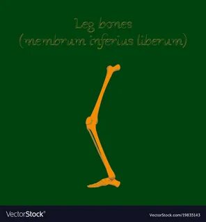Human organ icon in flat style leg bone Royalty Free Vector