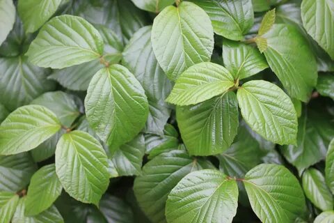 Viburnum - Shiny Dancer ® - Viburnum x - Pleasant View Garde