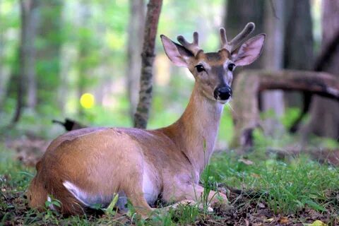 View topic - Ivory Forest A Deer Roleplay (CLOSED) - Chicken