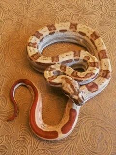 red tailed boa - Google Search Red tail boa, Beautiful snake