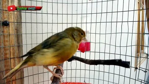 Canary singing Пение Канарейки Canary Singing Поет кенара Yo
