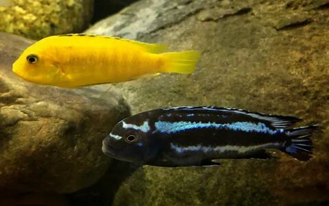 A pair of Bluegrey Mbuna cichlids (Melanochromis johanii) - 