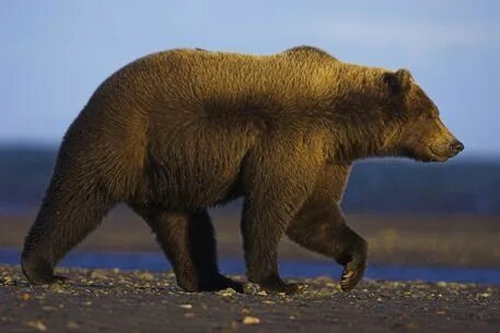 grizzly bear side profile - Google Search Grizzly bear, Bear