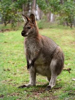 File:Red necked wallaby444.jpg - Wikimedia Commons