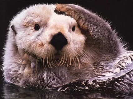 Workspace disabled Sea otter, Otters cute, Otters
