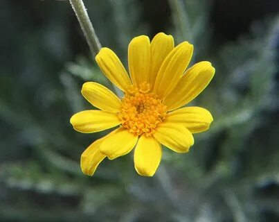Flower,daisy,yellow,yellow daisy flower,free pictures - free