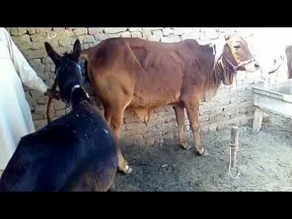 Donkey mating with cow at Village 2020 - YouTube