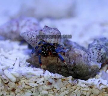 blue leg hermit crab care Online Shopping