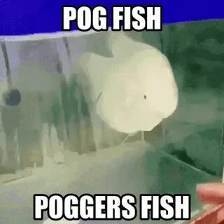 Fish Pog Fish GIF - Fish Pog Fish Poggers Fish - Discover & 