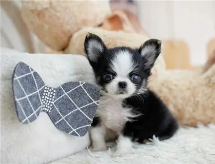 "Chihuahua" Puppies For Sale Hartford, CT #223005