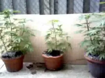 6 weeks old northern lights auto flowers - YouTube