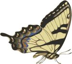 OnlineLabels Clip Art - butterfly (papilio turnus) side view