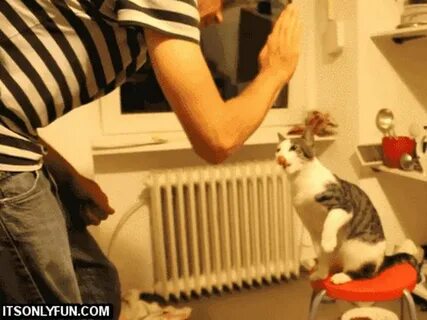 Анімоване фото Animals doing funny things, Funny cat videos,